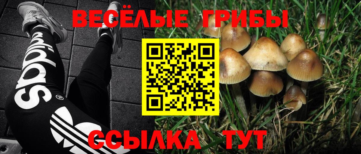 Псилоцибиновые грибы Psilocybe  Вход с VPN  Тара 